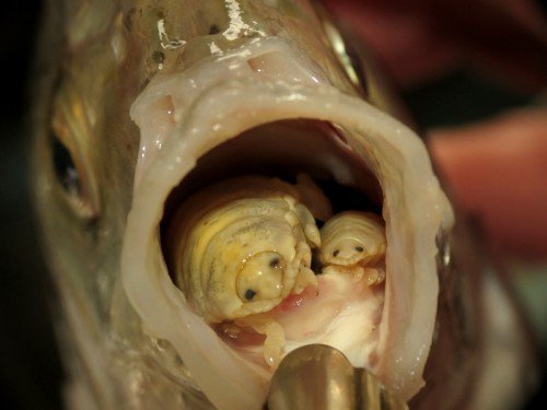 fish-tongue-louse.jpg