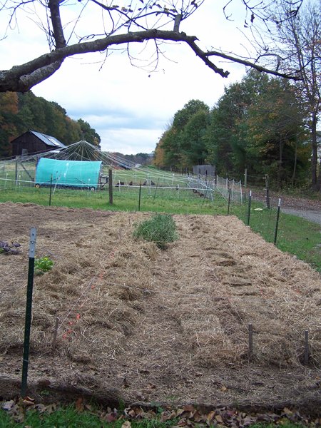 Big garden - 4 rows garlic and shallots mulched crop Oct. 2018.jpg