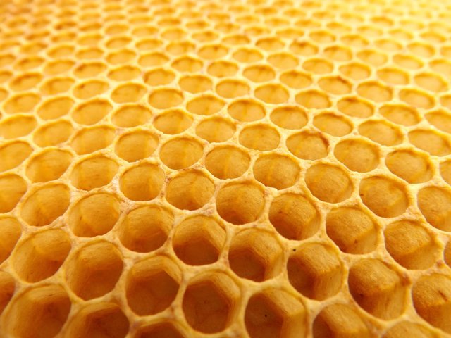 pattern-pollen-insect-invertebrate-design-bee-honeycomb-beehive-honey-bee-beekeeping-membrane-winged-insect-923608.jpg