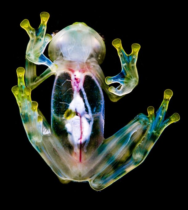 reticulated-glass-frog-hyalinobatrachium-valerioi-by-peter-forster--51533.jpg