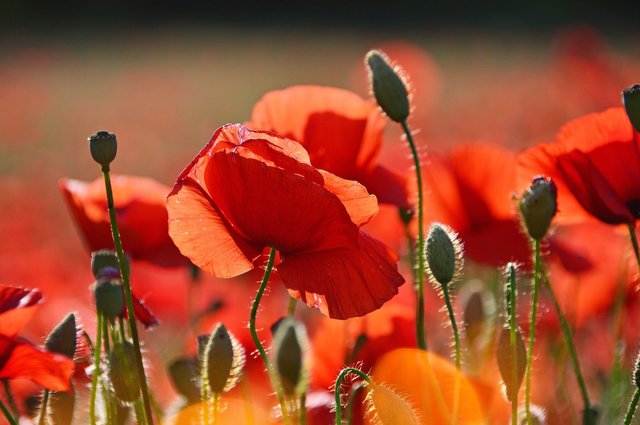 poppies-3446714_1920.jpg