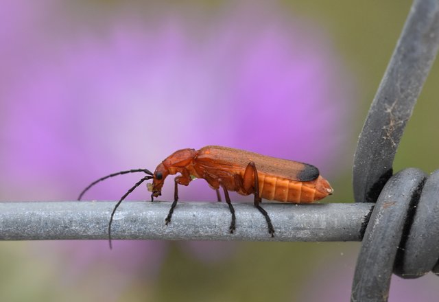 Common red soldier beetle 1.jpg