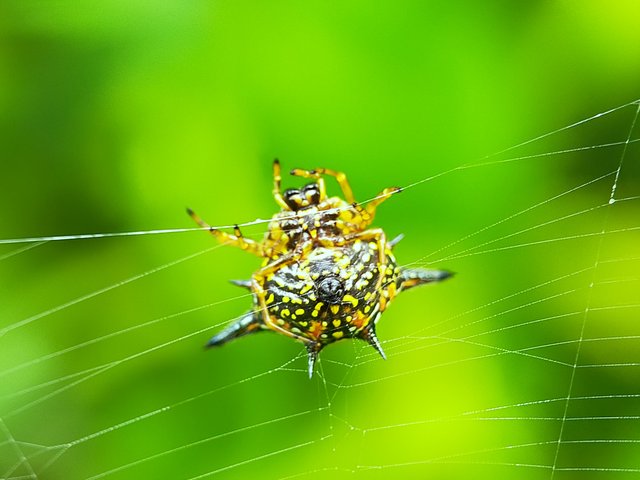 Horned Spider (35).jpg