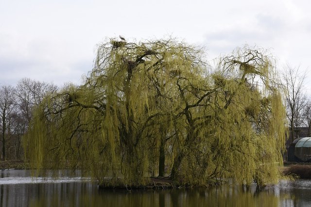 tree-2145995_960_720.jpg
