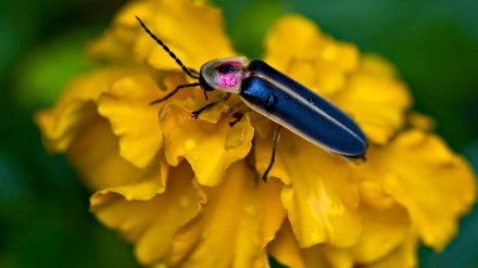 nutWWASPyu7KBBId_Firefly-looks-like-a-normal-bug-in-daylight.-Photo;-Medford-Taylor.jpg