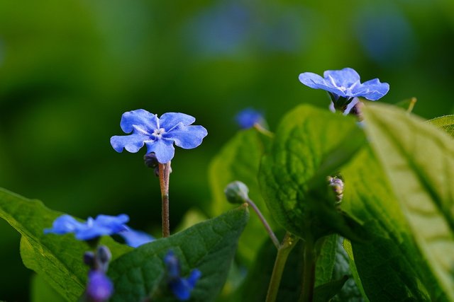 forget-me-not-6200096_1280.jpg