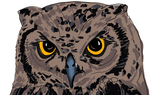 owl face(352).jpg