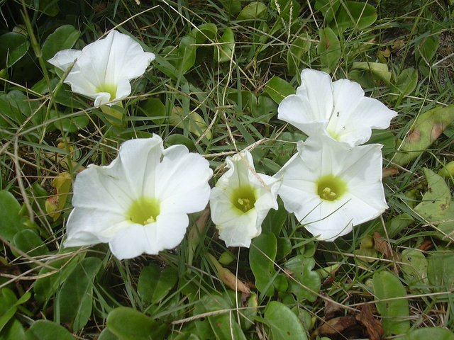 1200px-Starr_040711-0402_Ipomoea_imperati.jpg