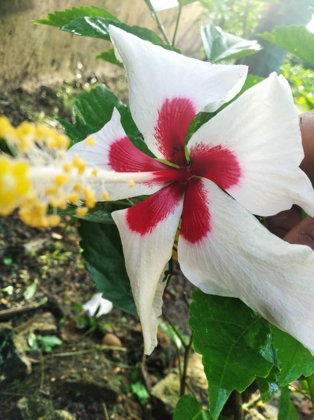 Cayena blanca 1.jpg