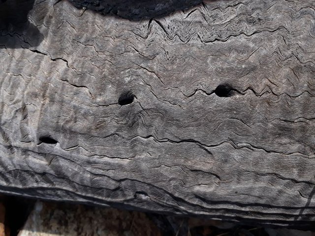 carpenter bee nests.jpg