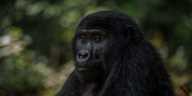Bwindi .jpg