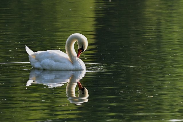 swan-7355432_1280.jpg