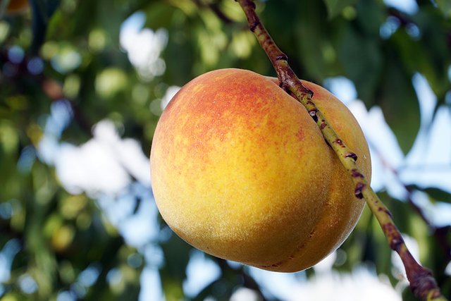 A_Peach_Fruit_Hanging_03_s.jpg