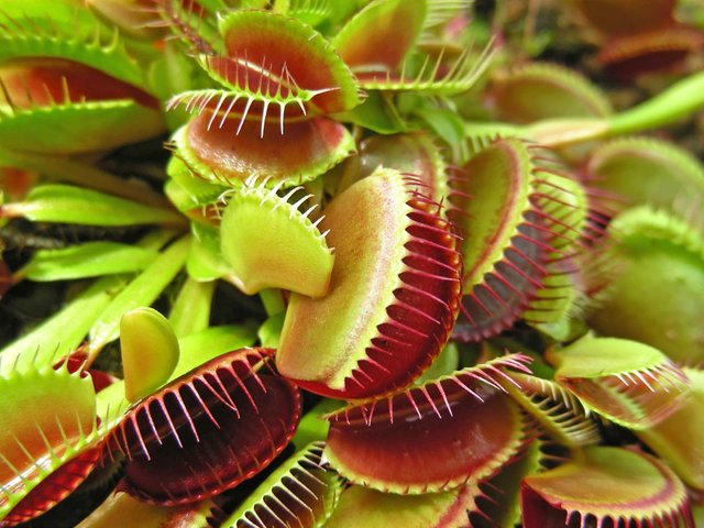 Venus-flytrap-traps-insects.jpg