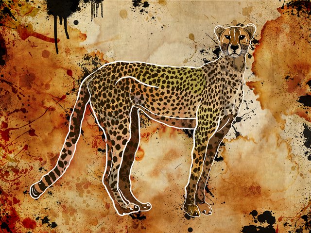 Cheetah6.jpg