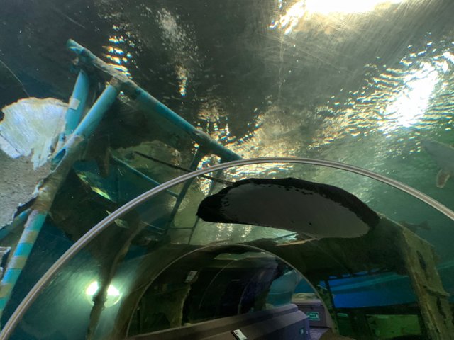 Underwater World38.jpg