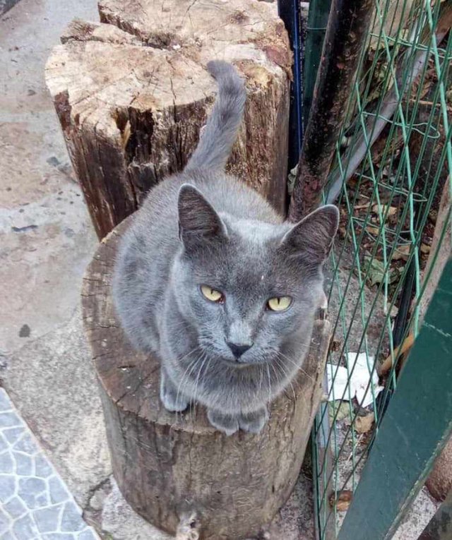 La mirada del gato.jpg