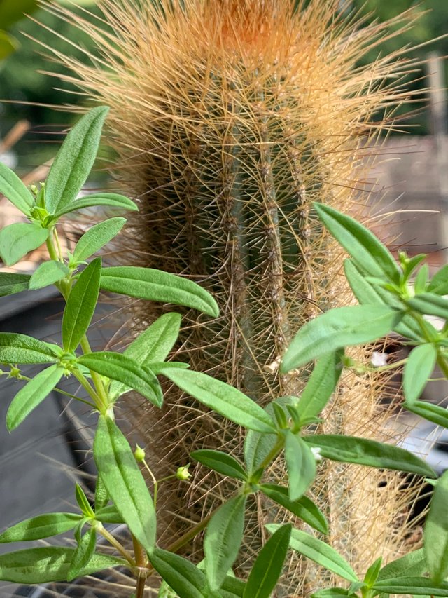 my little garden15.jpg