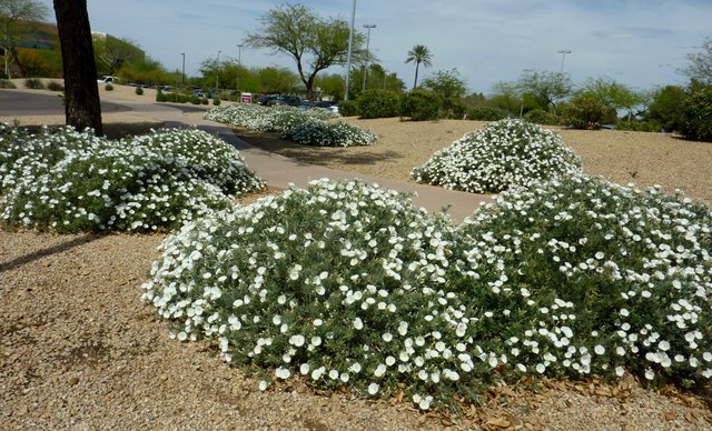 Convolvulus cneorum mass flowers.JPG