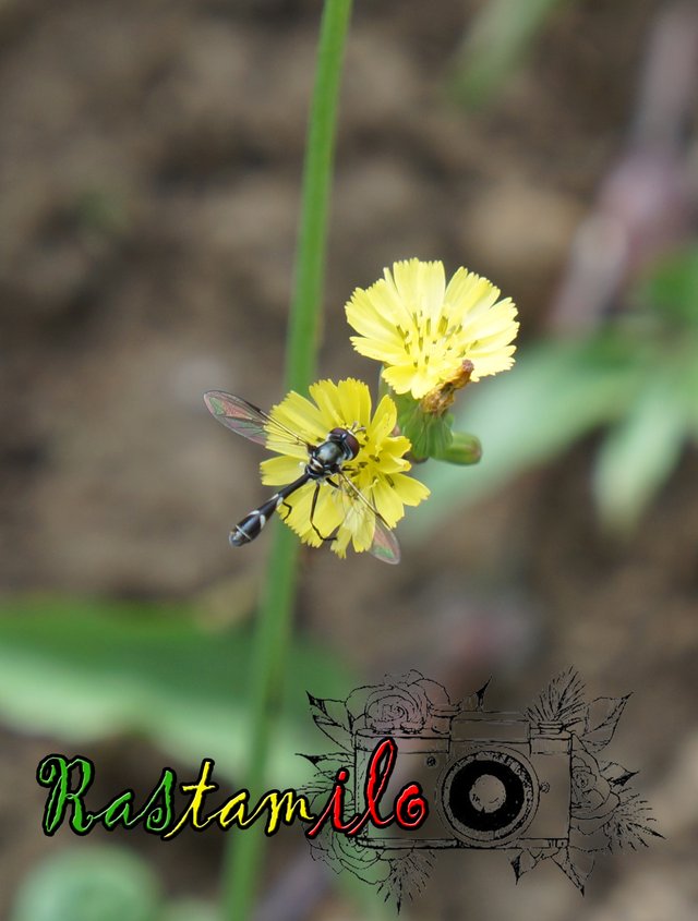 bicho de alas transparentes en flor.jpg