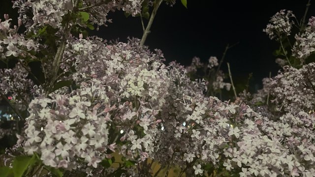 IMG_6826.jpeg