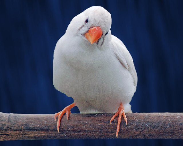 white-bird-blue-background-diane-bell.jpg