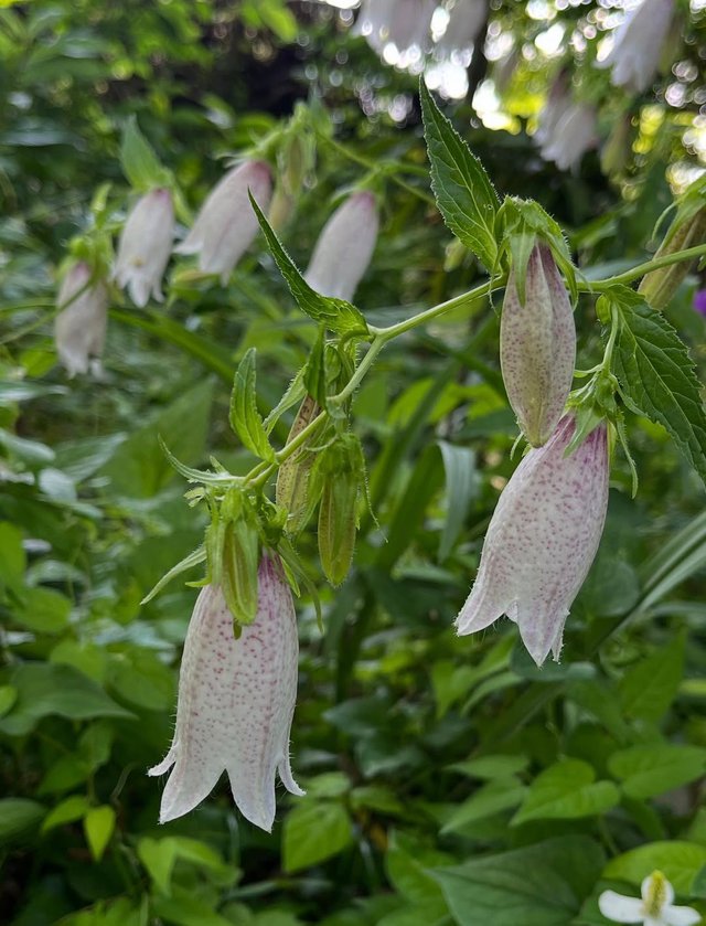IMG_20250604_080554.jpg