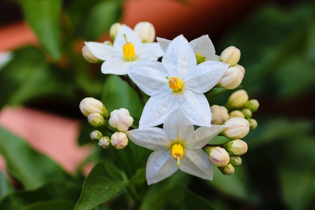 jasminum-5092158_1280.jpg