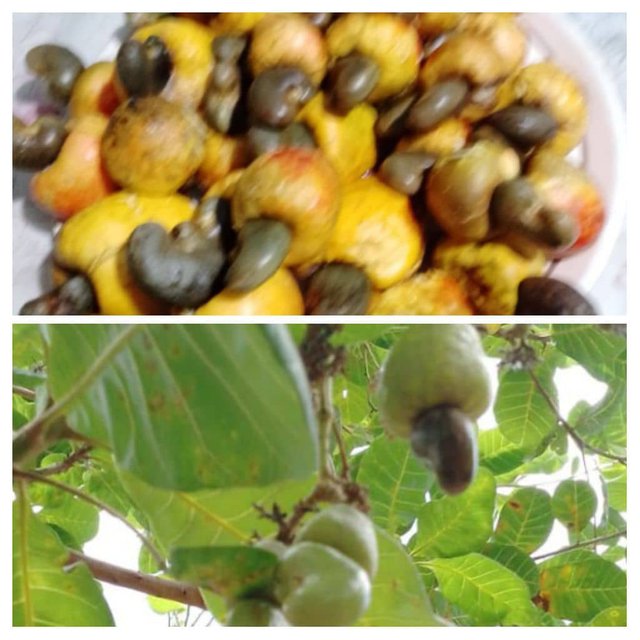 Frutos de Merey cosehados y en planta.jpg