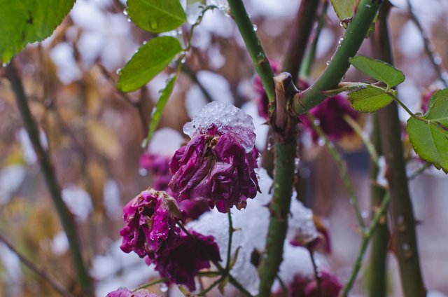 Frozen roses in the changing seasons.JPG