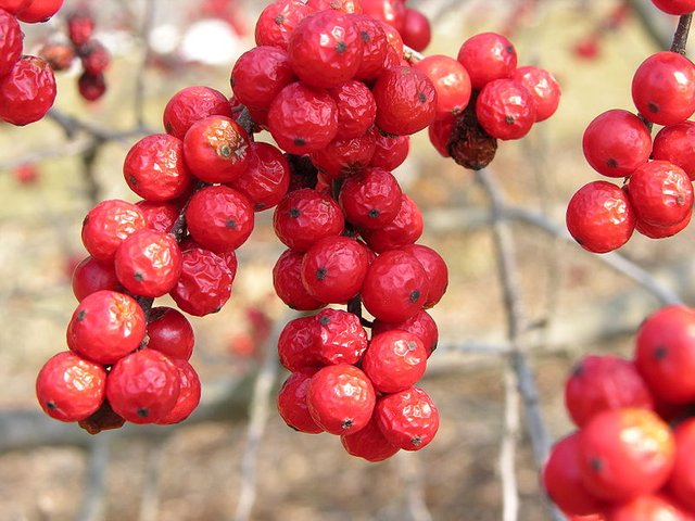 800px-American_Winterberry_Ilex_verticillata_'Winter_Red'_Cluster_3264px.jpg