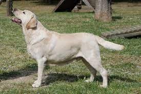 Labrador Retriever.jpg