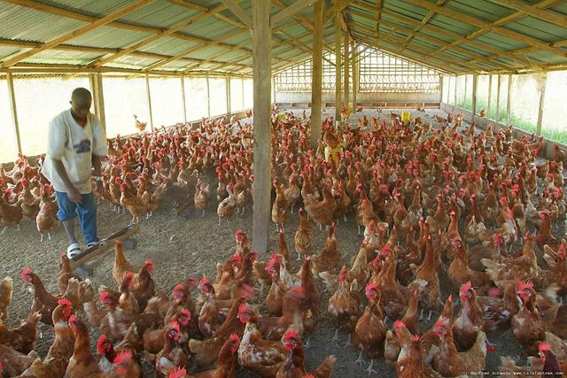 Poultry-farm-chicken-412-1024x683.jpg