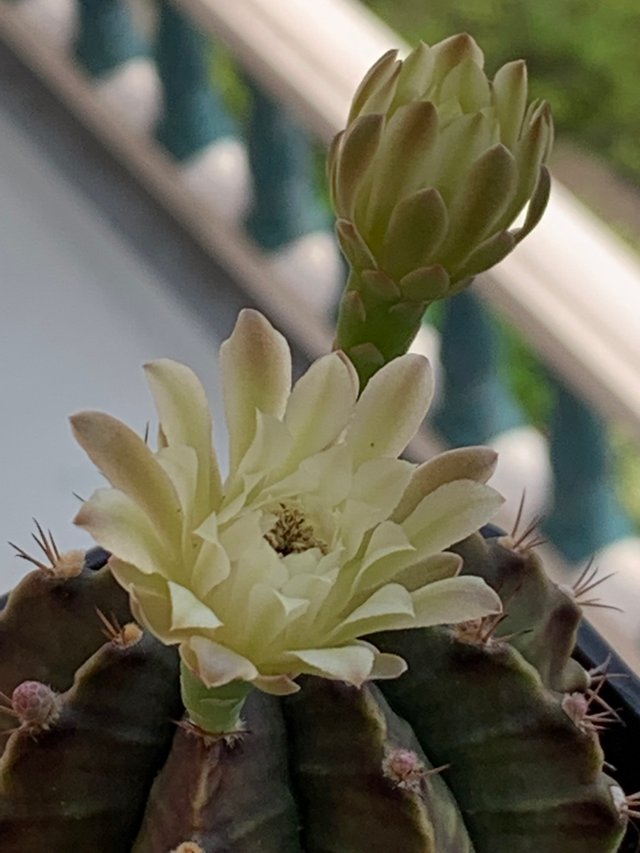 cacti23.jpg