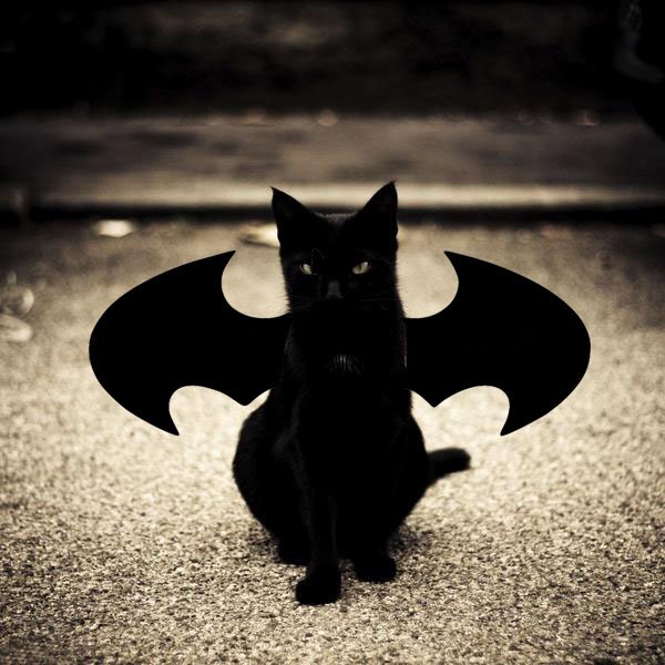 gato batman.jpg