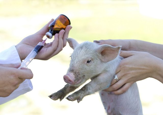 Animal Antibiotics and Antimicrobials Market.jpg