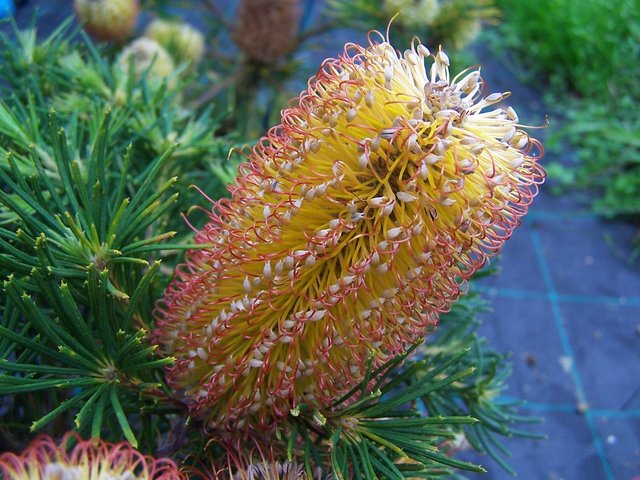 banksia-1919857_1280.jpg