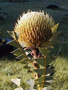 220px-Banksia_baxteri_Stahl_email.jpg