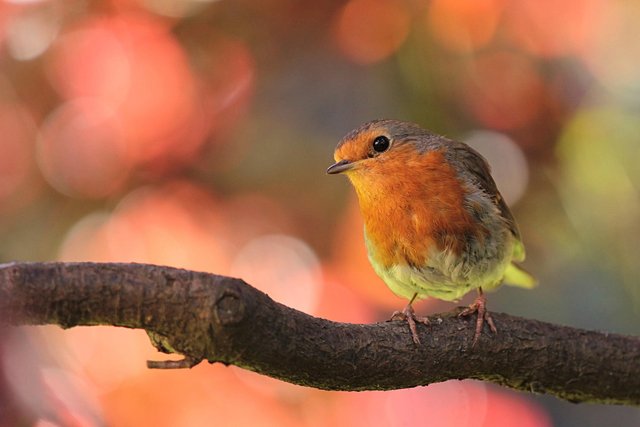 robin-818126_1920.jpg
