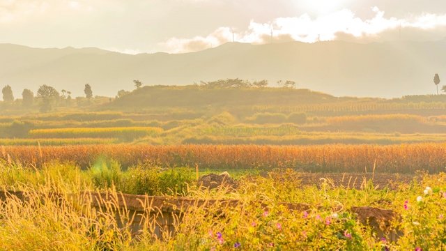 田野.jpg