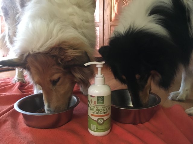 Hemp Collies.JPG