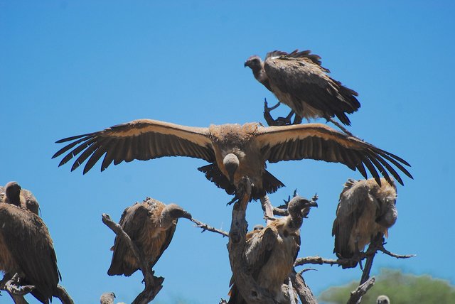 vulture-4799152_1280.jpg