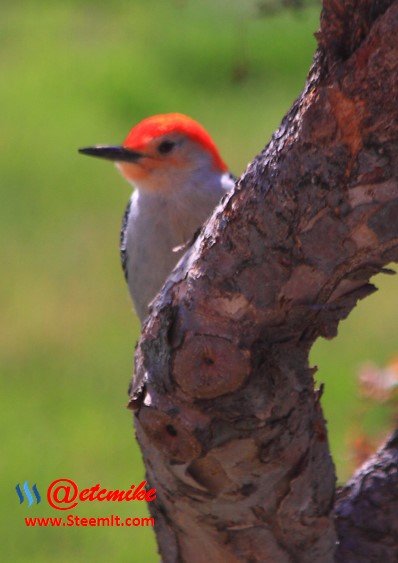 Red-Bellied Woodpecker PFW63.jpg