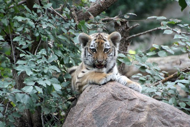 Tigerjungtier__c__Zoo_Leipzig_01.jpg