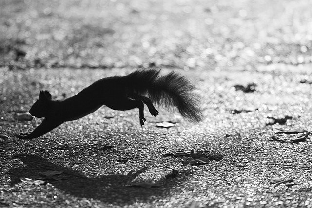 The_Decisive_Squirrel_Moment_A_s_BW.jpg