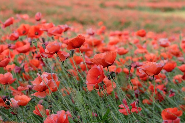 poppies-6464177.jpg