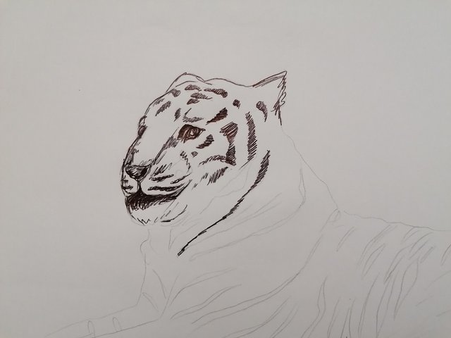 tiger pen (3).jpg