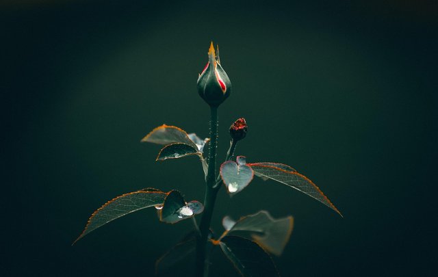 flower-8920535_1280.jpg