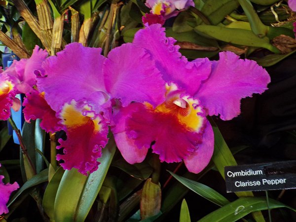 Orchid Show6 crop February 2020.jpg