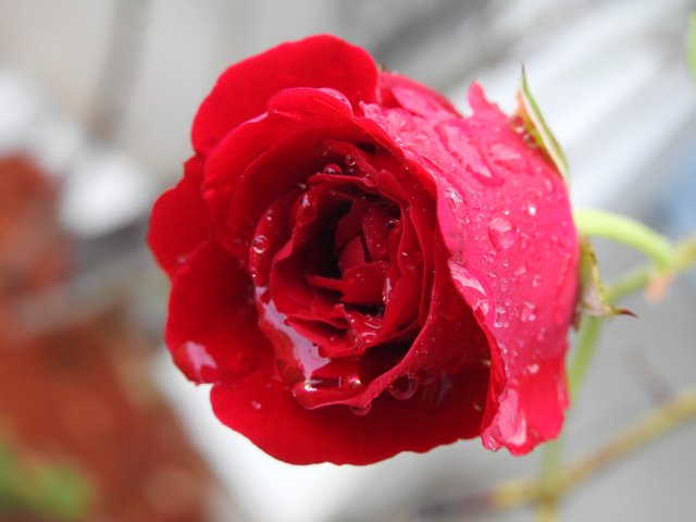 rose wet2.jpg
